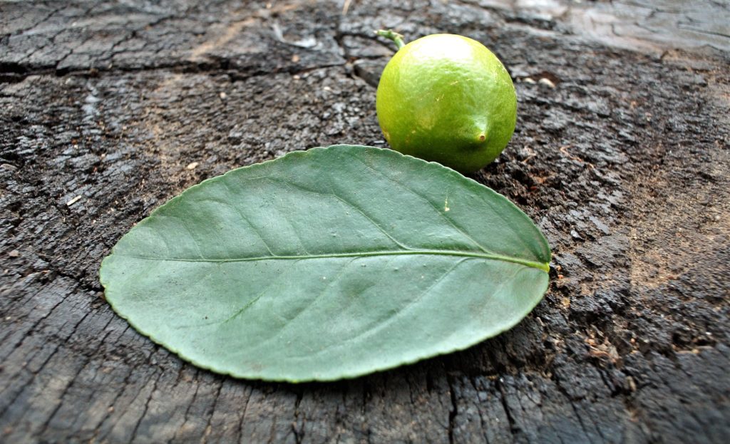 Beauty - Lime Leaves. 