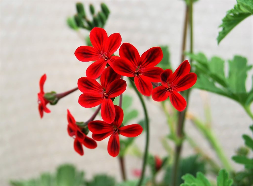 South African Beauty Connection - Pelargoniums 