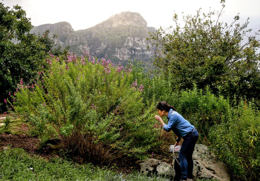 Linda Song Road Stories Cape Town - Broadtoothed Sagebush