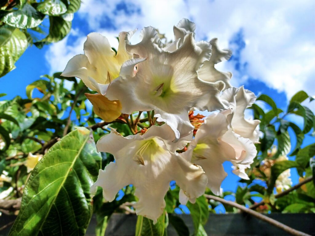 Mauritius Flowers