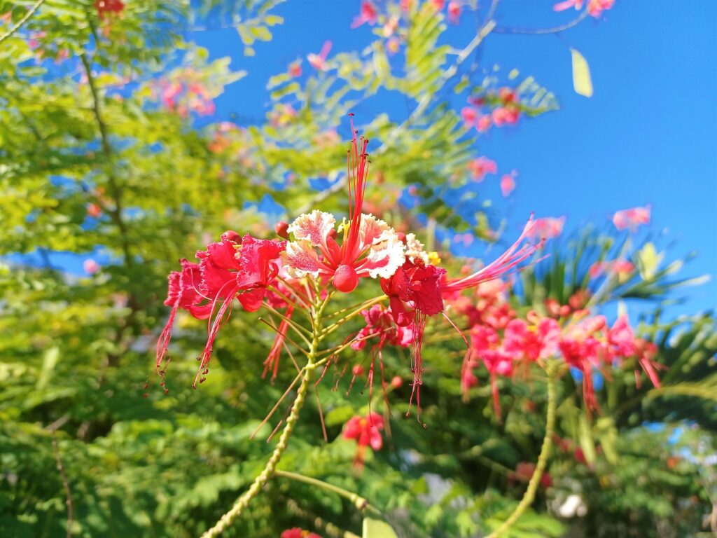 Mauritius Flowers