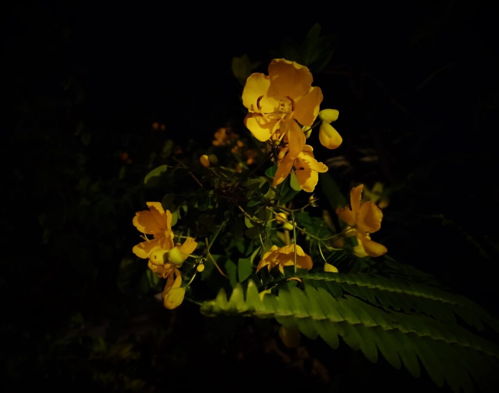 Mauritius Flowers