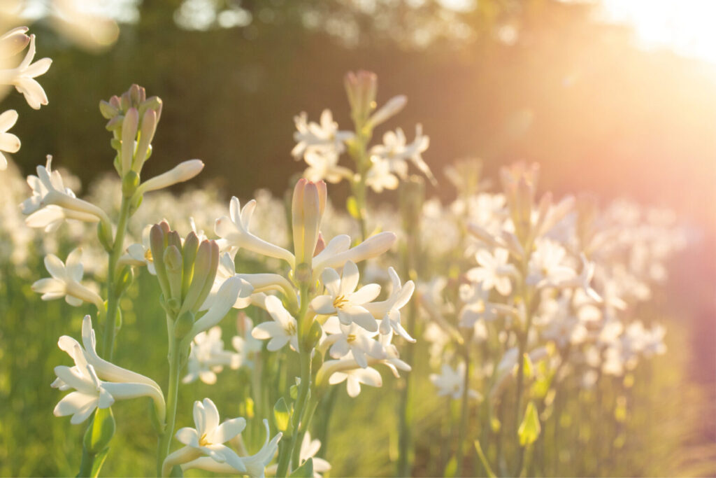 Matiere Premiere French Flower EDP Tuberose